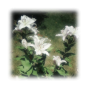 _ _        한국    　   ̣̣̣ ͜𓏫            𝓊𝗇𝗌𝒸𝗋𝗂𝗉𝗍𝖾𝖽 Discord server icon