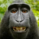 LosMonkas