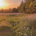 The Flower Field Discord server icon