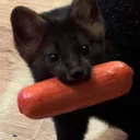 a musky marten den