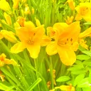 おいでよおまんじゅうの森