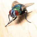 Big Bug Island Discord server icon