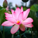 ʟᴏᴛᴜs ᴄʟxɴ