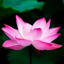 ʟᴏᴛᴜs ᴄʟxɴ