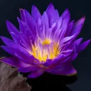 ʟᴏᴛᴜs ᴄʟxɴ