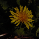 Human Utensils Discord server icon