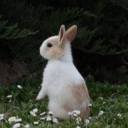 bunnypilled
