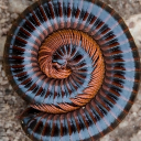 𝚃𝚑𝚎 𝚌𝚛𝚊𝚠𝚕𝚜𝚙𝚊𝚌𝚎