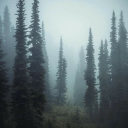 Washington Therians Discord server icon