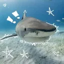 ━━━━Shark tankk━━━━!!