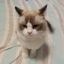 𝐛𝐥𝐮𝐞 𝐱𝐞𝐧𝐱