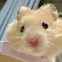 HAM Tag