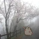 ˚₊‧꒰ა  /pushini – land of the lost pusheen ໒꒱ ‧₊˚