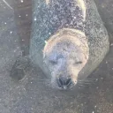 The big backs Discord server icon