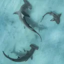 𝙰𝚗𝚐𝚎𝚕'𝚜 𝙰𝚚𝚞𝚊𝚛𝚒𝚞𝚖🦈ྀི