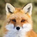The Vixen Hotel