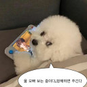 발로하는 강아지들 Discord server icon