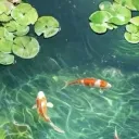 (≧∀≦)      ◞     fishlet pond