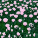 ➼ Império das Flores 🌻🌸