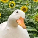 Duck.’s little Ducklings