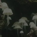 The Moss