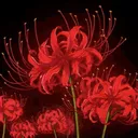 Edelweiss [EU]