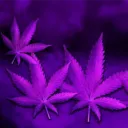 🪽White Widow🪽