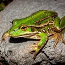 Bell frog