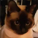 siamese army