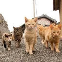 The Elite Cat Gang