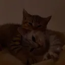 𝑯𝒂𝒛𝒆𝒍