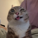 ˗ˏˋ Alpha Only Server ˎˊ˗ Discord server icon