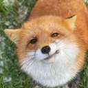 ~☆♡ The Fox Den ♡☆~ Discord server icon