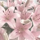 ⋆  🎀  𝒾𝒹𝓀  🎀  ⋆
