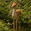 Fawn Nest Discord server icon