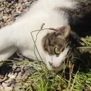 A-tach's garden