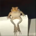 Frosch rp