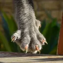 A cats claw