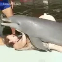 DELFIN ARMY