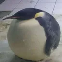 SS Sleegion