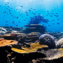 The Reef Discord server icon