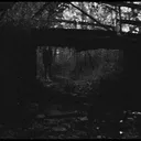 (18+) Forbidden Woods. ⦻