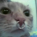 cremation       • social • vc • gaming      • Discord server icon