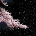 blossoms