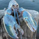 Blue Lobster
