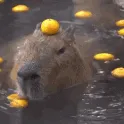 Capybara Lounge