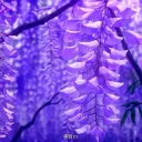 𐔌 𑣲 𝐰𝐢𝐬𝐭𝐞𝐫𝐢𝐚 𝐛𝐥𝐞𝐬𝐬𝐢𝐧𝐠𝐬 🎋⁺˖ ꒱