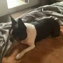 Daguuii
