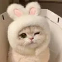 ༻♡✫cutesy✫♡༺