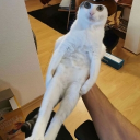 PINK Discord server icon